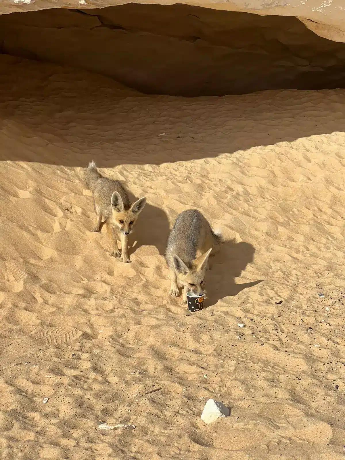 Egypt safari 4x4 adventure