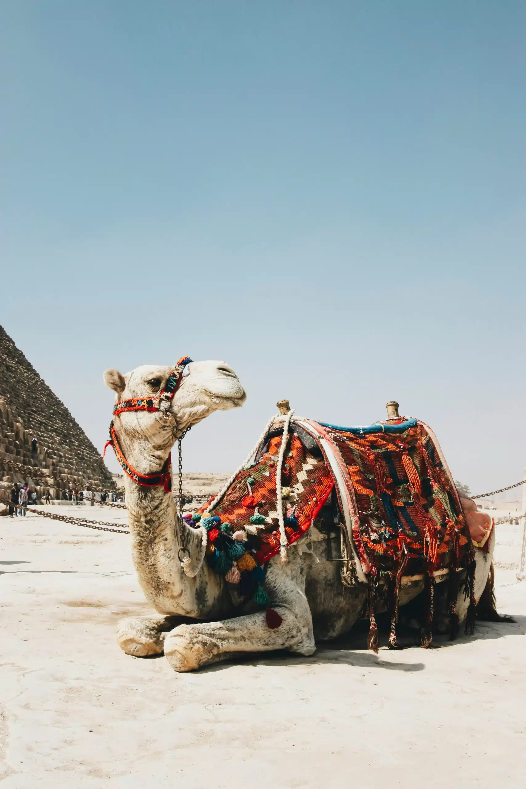 Authentic desert camping in Egypt