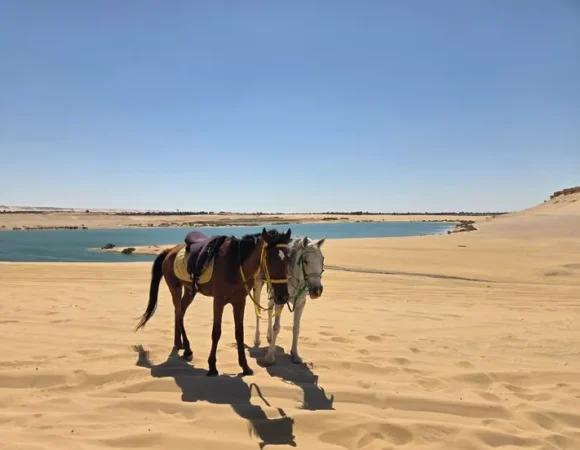 Fayoum Overnight Safari from Cairo | 3-Day Desert Camp Tour