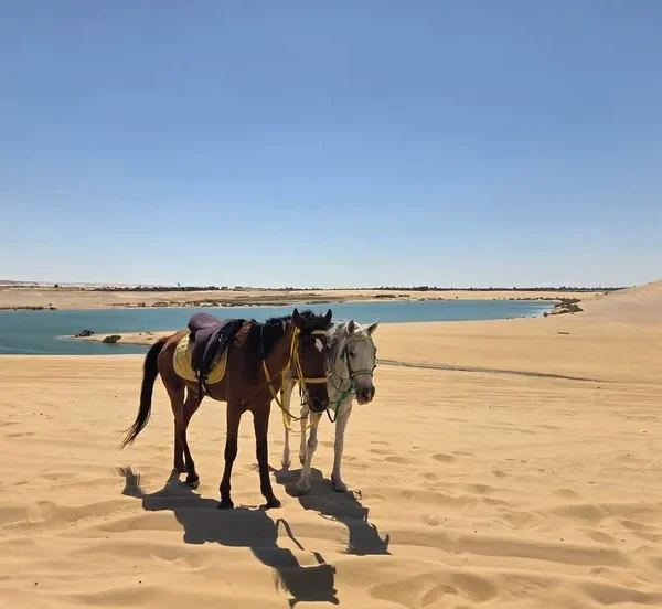 Fayoum Overnight Safari from Cairo | 3-Day Desert Camp Tour