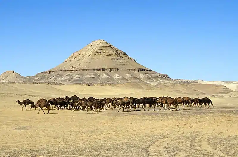 Camels and agriculture in Bahariya Oasis during a private tour