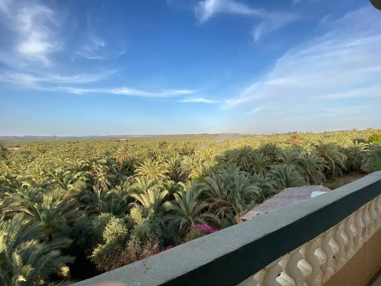 Bedouin Castle Hotel palm grove view