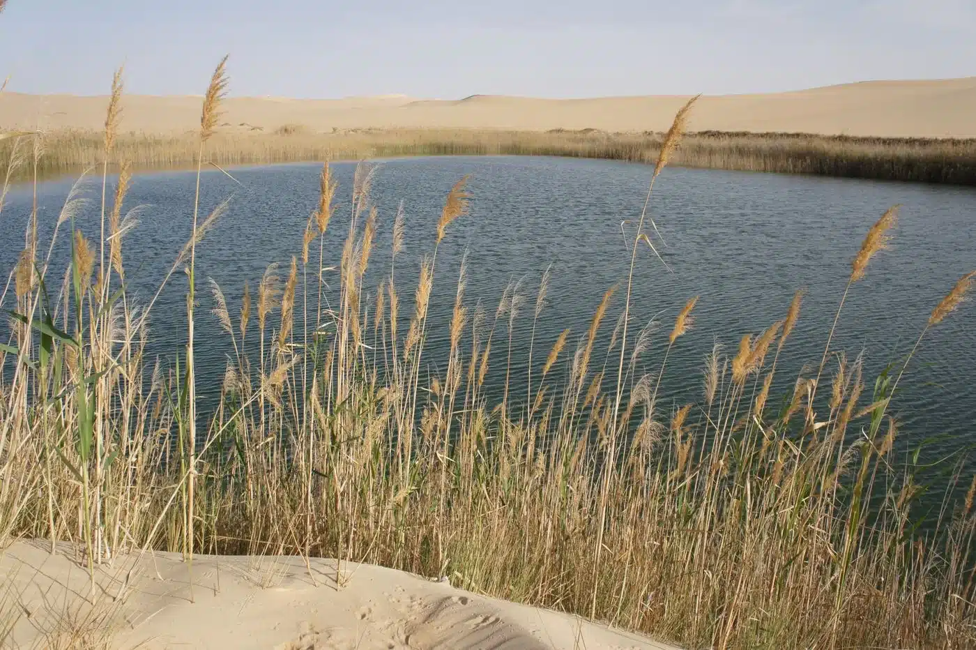 Freshwater cold spring lake surrounded by reeds and dunes at Bir Wahed Siwa