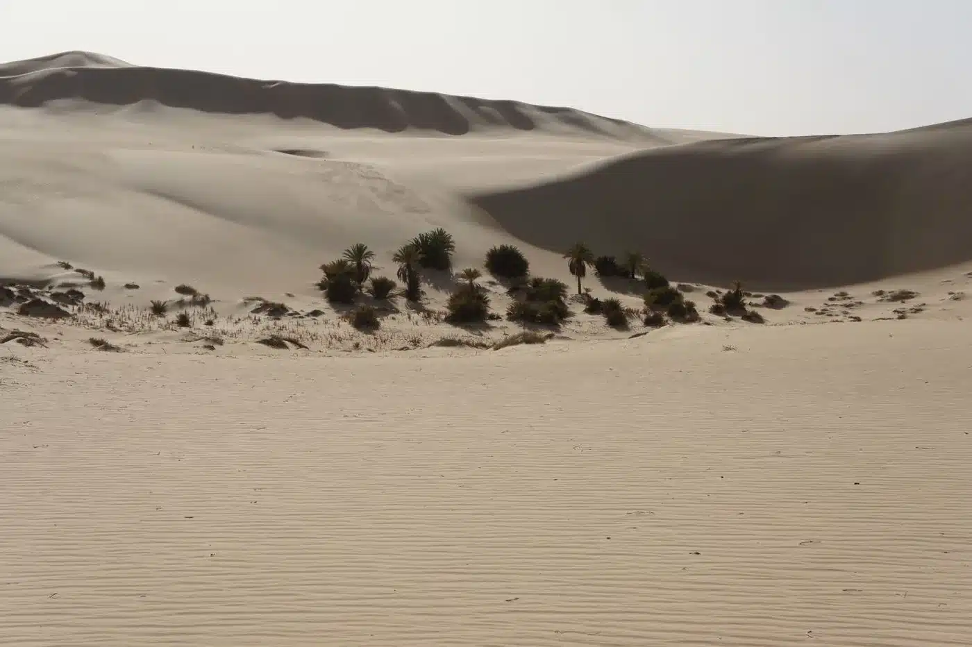 Wild date palms growing between high dunes at Bir Wahed near Siwa Oasis