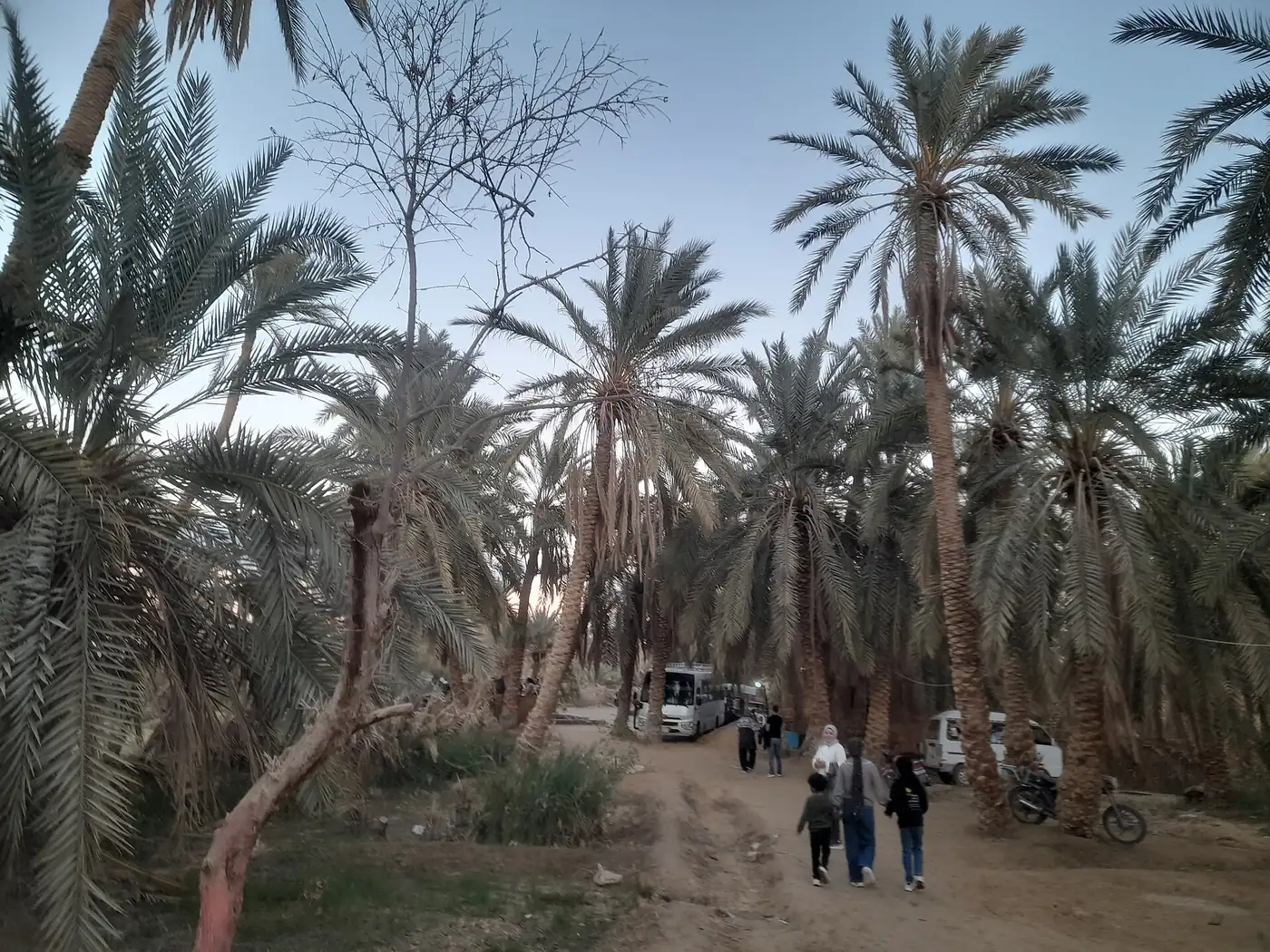 Palm grove path leading through Fatnas Island in Siwa Oasis