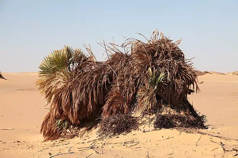 Qasr Dush and palm trees in Kharga Oasis Egypt