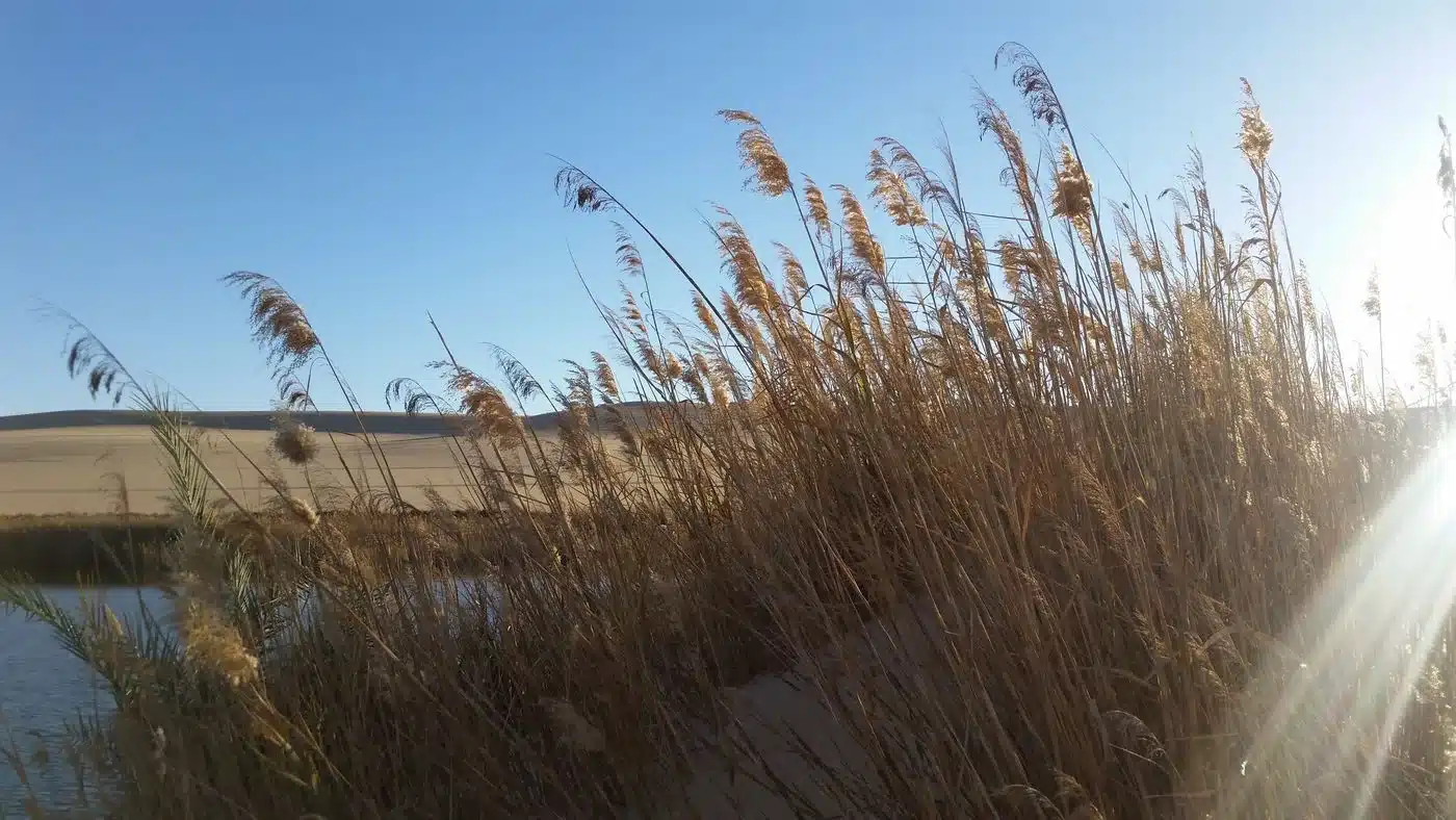 Reeds surrounding a natural spring in the Siwa Oasis desert landscape
