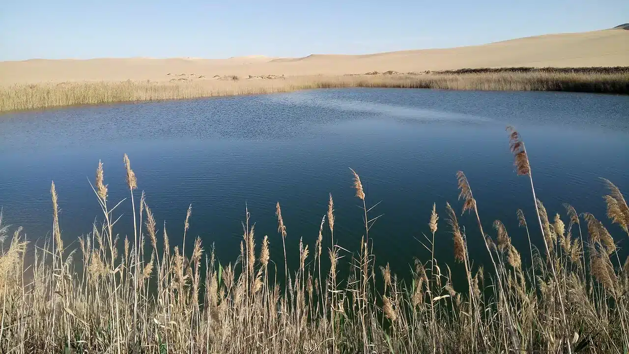 Natural spring and palm landscape in Siwa Oasis Egypt