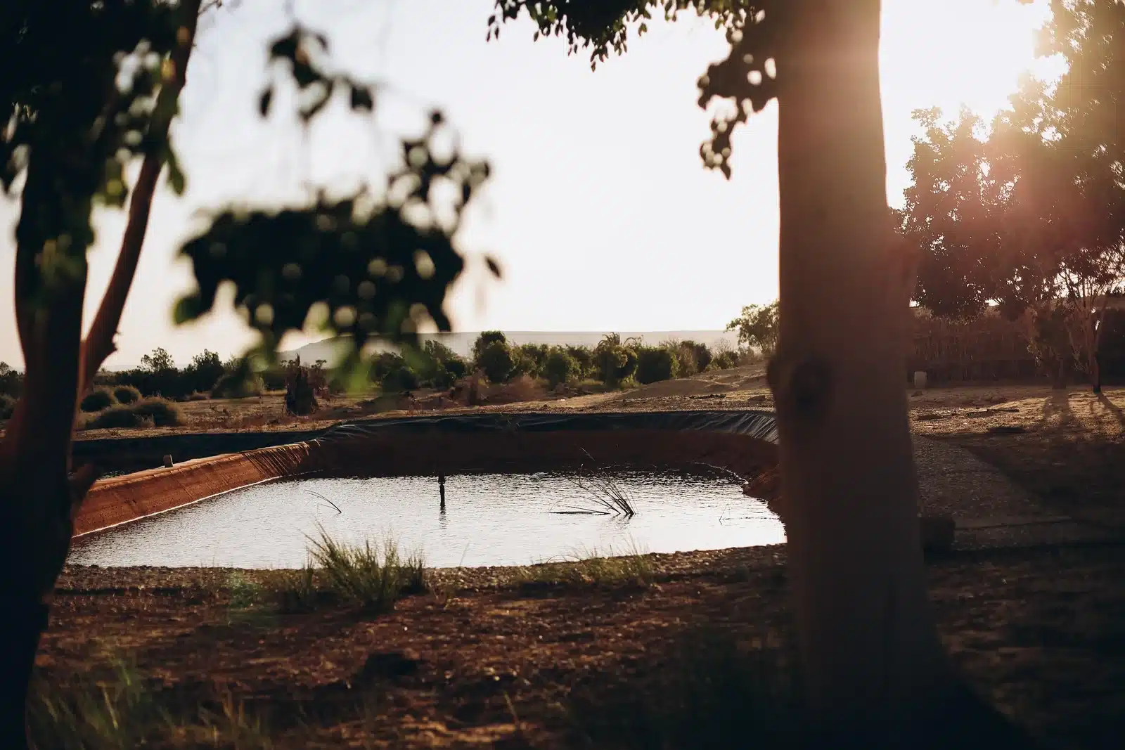 Tzila Bahariya water garden