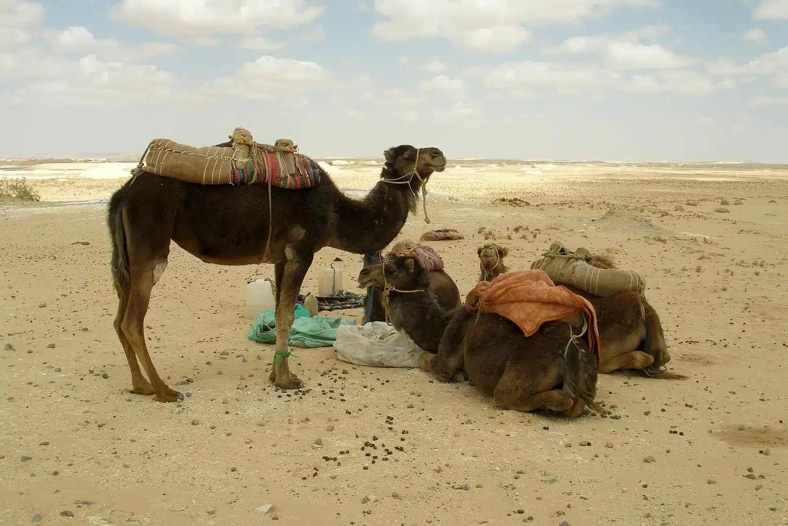 Camels crossing White Desert National Park Egypt