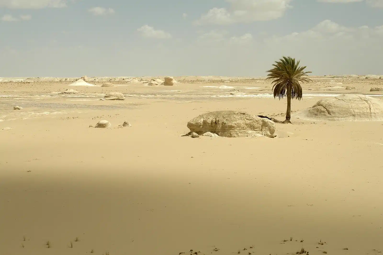 Desert palm near White Desert National Park Egypt