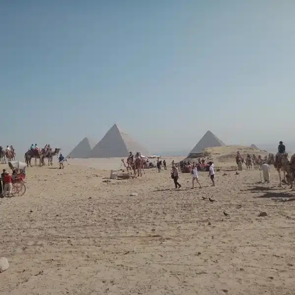 Wide desert view of camels and the Giza Pyramids