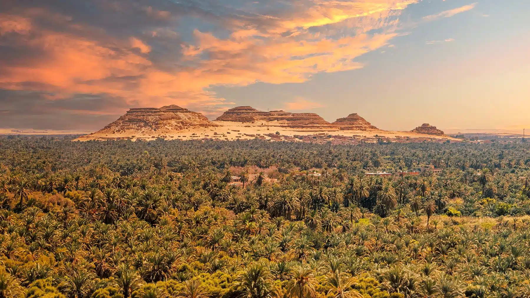 Palm groves and oasis landscape in Siwa Oasis Egypt