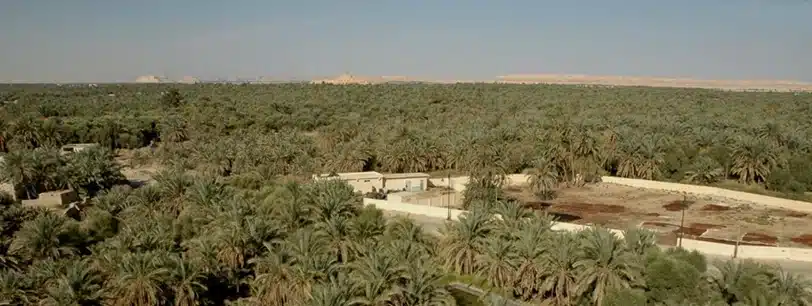 Palm groves and salt landscape in Siwa Oasis Egypt
